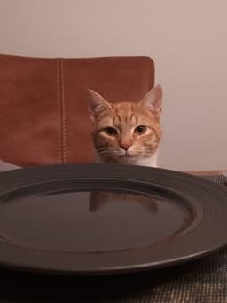 Cat Dinner