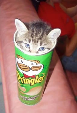Pringle Cat