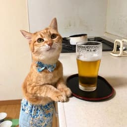 Waiter Cat